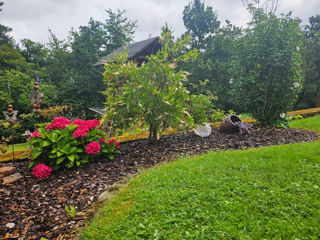 Hortensien im Garten